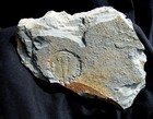 Very Detailed Lower Cambrian Olenellus Trilobite From York County  Pennsylvania 