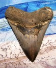 Megalodon Shark Tooth 4 3 8  Shark Teeth Giant Jaw Fossil Stunning Color  real