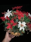 Basket Floral Poinsettia Dried Baby s Breath Holly Berry Arrangement       wc11h1s
