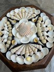 Handmade 4  Sailor   s Valentine     Yellow And White Shells In Octagonal Wood Frame