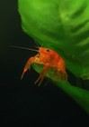 Mexican Orange Dwarf Crayfish  breeding Colony Of 6     Cpo Live Aquarium Crayfish