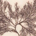 Antique 1833 Scottish Dried Sea Algae Herbarium  8 Polysiphonia Nigrescens