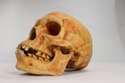 Vtg Neanderthal Skull Model Life Size Museum Quality Fossil Cast Skullduggery