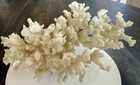 Vintage Natural White Branch Coral Specimen Coastal D  cor 8    X 5   