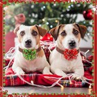Huhumy 50 Pcs Christmas Dog Collar Flowers Bulk  3 15 Inches  Green  Red
