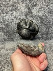 Drotops Megalomanicus Trilobite Fossil     Large Enrolled Specimen    