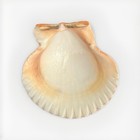Beautiful 2    Pecten Queen Scallop Sea Shell From Florida