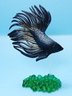 Stasto Crowntail Black Betta Siamese Fighting Fish Figure Us Seller New Part 1