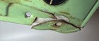 Antique 1953 Indiana Motorcycle License Plate Tag Classic Indian Harley   read 