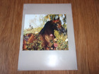 Arabian Horse Star Stallion 8 1 2  X 11  Mini Posters Pattrone Tsaar  Lot Of 10