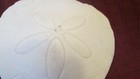 2 Pacific North Coast Sand Dollars 4 1 2 White Real  Specimens
