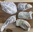 25 Large Broken Oyster Shells Cup Side 5    To 8    Bulk Clean No Smell Art Dish