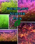 Big Stems Plant Pack Live Aquatic Stem Plant Aquascape Shrimp Fish Tank Aquarium