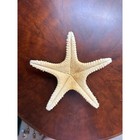 Large Natural Knobby Starfish Specimen Coastal Beach Decor 9 Inch