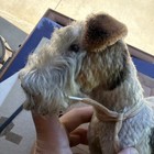Large 10  Vintage Steiff Foxy Fox Terrier Mohair Standing Stuffed Dog Germany