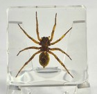 38mm Real Wolf Spider Alopecosa Albostriata In Clear Resin Preserved Arachnoids