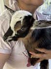 Baby Nigerian Dwarf Buckling Goat    gryffindor    For Sale