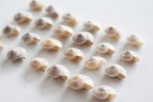 1 4 Lb  300   Natural Umbonium Mini Shells  1 4   Crafts Seashells Beach Decor 