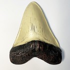 5 Inches Megalodon Tooth Fake Giant Shark Teeth Fossils Replica Collection Gifts