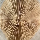 Large Rare Real Natural White Mushroom Coral W  Stand 7 5    Diameter