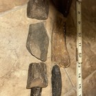 10 Ice Age Fossilized Mammal Bones Pleistocene Era  Omsk Siberia