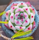 4-5cm 1pcs Succulent Live Plants Echeveria Chihuahuaensis Garden Mini Succulent