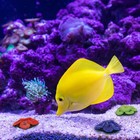 Artificial Resin Coral Reef Aquarium Ornaments Landscaping Fish Tank Decor