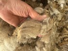 Raw Wool Fleece Cvm Breed 7 Lbs 10 Oz  Light Brown Great Crimp  2025 Kostos
