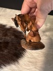 Retired Beautiful Hagen Renaker Specialty Horse Mustang Mare   Foal Figurine