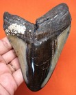 Huge Megalodon Shark Tooth - Real Fossil Shark Teeth 4 61    - No Restorations