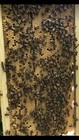 2026 Carniolan Honeybee Queen - Mated  Marked  Laying  Ships Monday June  15 26