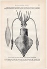 European Squid Detailed Anatomy Illustration 1911 Antique Print