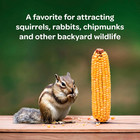 Kaytee Corn On The Cob For Wildlife Feeding  Squirrels   Deer  6 5 Lb