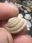 Rare Pleistocene Fossil Crystallized Shell Tampa Bay Florida Wolf Family Coll 