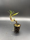 Maxillaria Spilotantha Compact Orchid Species Bloom Size