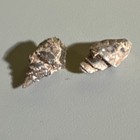 Lot Of 2 Gastropod Fossil Specimens - Spiral Shell Fossils  Shell Fossil Lot