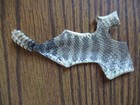 Rattlesnake Rattles W  Skin Rattle Snake Art  Jewlery Education Rattlers F 12