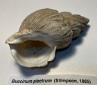 Buccinum Plectrum  Lyre Whelk  Collected In Southeast Alaska  Great Shape   89mm