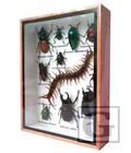 Real Insect Taxidermy Display Framed Box Butterfly Art Entomology Specimens  11