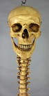 Skeleton Aged Spine W  Skull  Halloween Prop  Human Skeletons  New