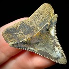 Great White Shark Tooth 1 49  Megalodon Teeth Era Fossil Unrestored