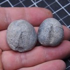 Pcs 29-33mm Echinoid Mm Toxaster Peroni Fossil Natural Sea Urchin 1