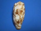 Conus Geographus Linnaeus  1758  a Classic Collectible    92 8mm 