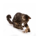 Ourpet s Play-n-squeak Twice The Mice Cat Toy  2pc  interactive Catnip Toy  R   