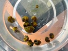 Jade Mystery Snail Juvenile  Various Sizes - Freshwater
