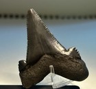 2     Suwannee River Auriculatus Shark Tooth Rare Florida
