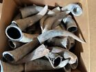 Bull Horns Cow Steer Horn  one Pair Only   Raw Natural 6  To 8  Black Powder