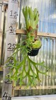 Platycerium Staghorn Coronarium Thin Thin  9