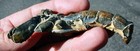 Australian Scorpion Mud Lobster     Thalassina Anomala     4 0  Long