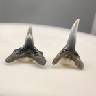 Two Uncommon Fossil Anomotodon Novus - Extinct Goblin Shark Teeth - Virginia